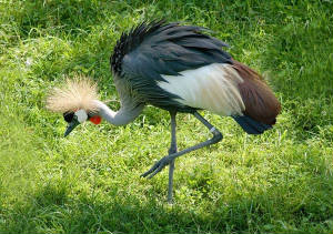 african-crowed-crane.jpg