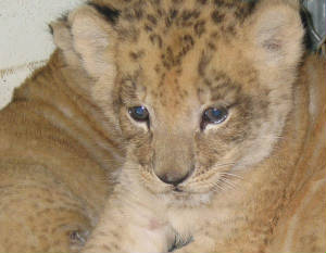 african-lion-cub.jpg