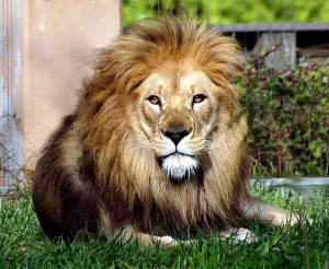 african-lion.jpg