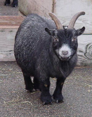 african-pygmy-goat.jpg