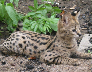 african-serval-cat.jpg