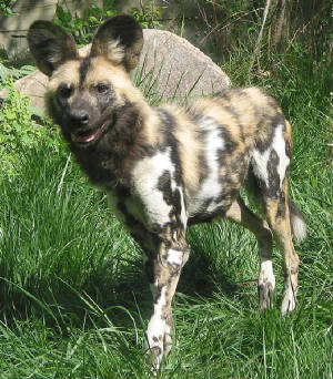 african-wild-dog.jpg