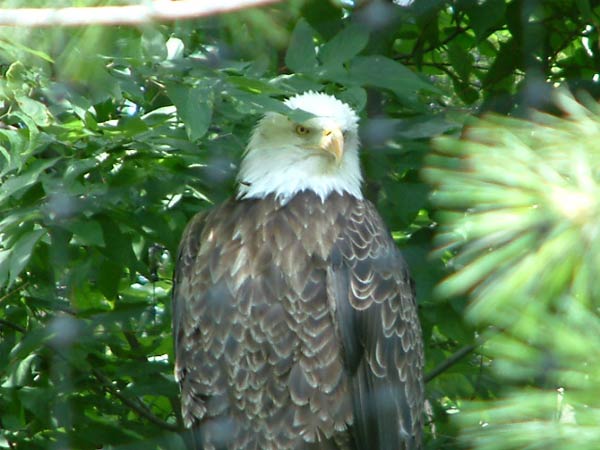 american-bald-eagle.jpg