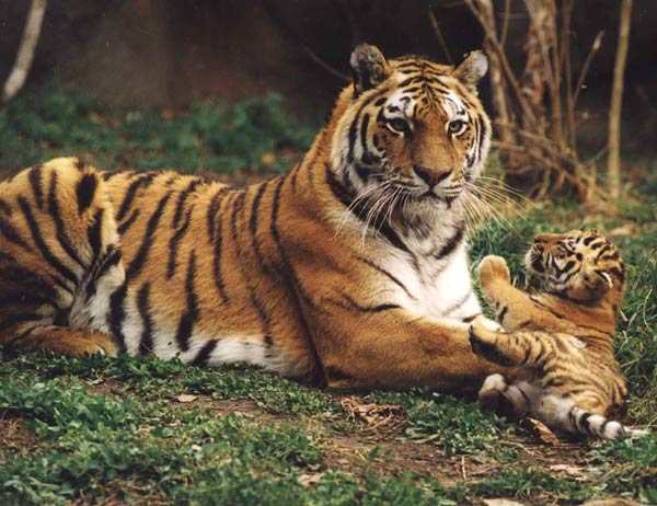 amurtigerandcub.jpg