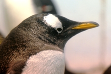 gentoopenguin2-scottolmstead.jpg