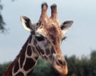 indianapolis_zoo_giraffe.jpg