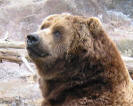 indianapolis_zoo_kodiak_bear.jpg