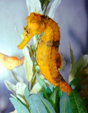 seahorse-riley.jpg