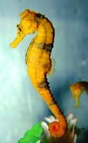 seahorse2-riley.jpg